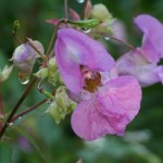 Fotografie dei 38 fiori di Bach - i CD della Dottoressa Gabriele Krause