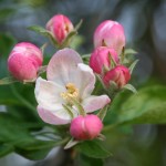 Fotografie dei 38 fiori di Bach - i CD della Dottoressa Gabriele Krause