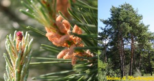 Pine-Pinus sylvestris, Fiori di Bach