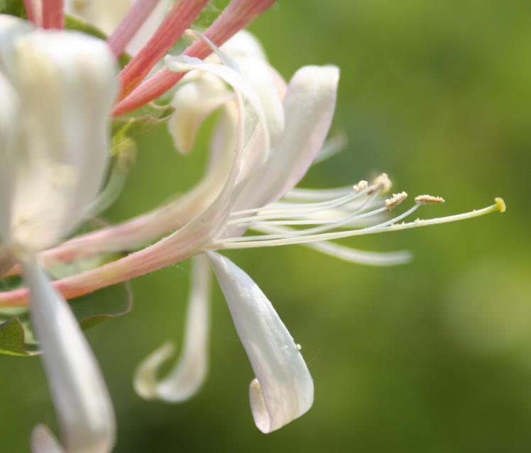 Fotografie dei 38 fiori di Bach - i CD della Dottoressa Gabriele Krause